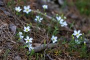 DPPhotography - Extremadura - Arenaria montana - A