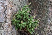 DPPhotography - Extremadura - Digitalis thapsi - A