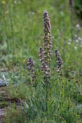DPPhotography - Extremadura - Echium lusitanicum - A