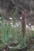DPPhotography - Extremadura - Echium lusitanicum - B