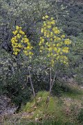 DPPhotography - Extremadura - Ferula communis - A