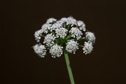 DPPhotography - Extremadura - Oenanthe crocata - B