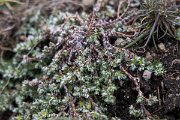 DPPhotography - Extremadura - Paronychia polygonifolia - A