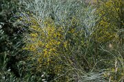 DPPhotography - Extremadura - Retama sphaerocarpa - A