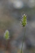 DPPhotography - Extremadura - Rough dogstail - C
