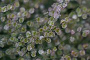 DPPhotography - Extremadura - Rumex induratus - B