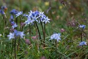 DPPhotography - Extremadura - Scilla verna - B