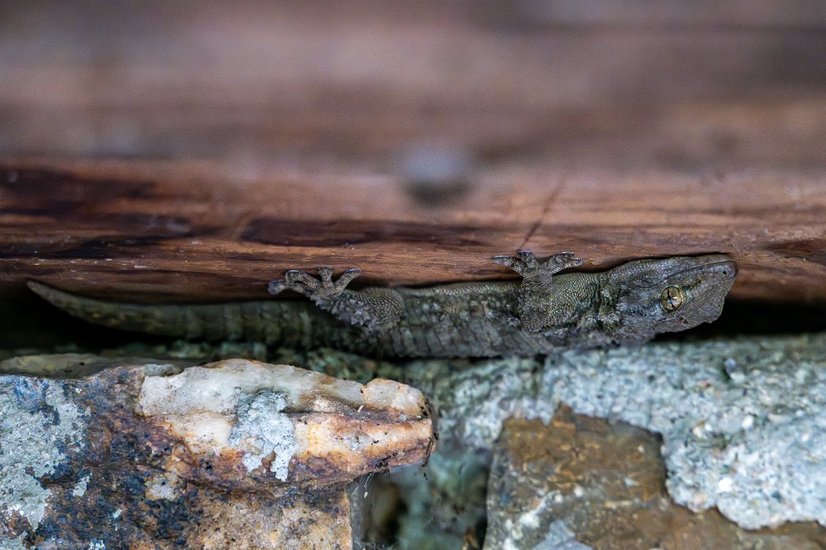 DPPhotography - Extremadura - Moorish gecko - A.jpg - Common wall gecko, Tarentola mauritanica - Pena Falcon, Extremadura