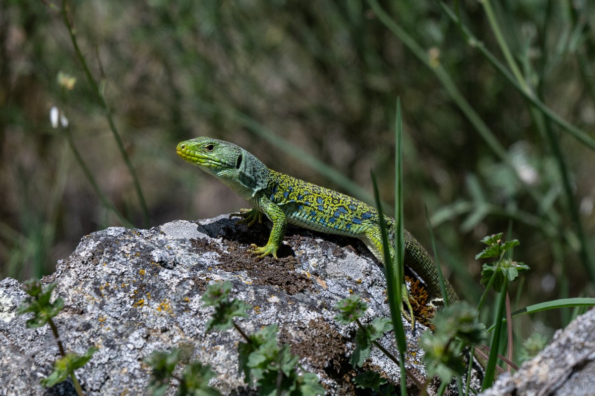 DPPhotography - Extremadura - Ocellated lizard - B.jpg - Ocellated lizard, Timon lepidus - Rio Tormes, Castilla y León