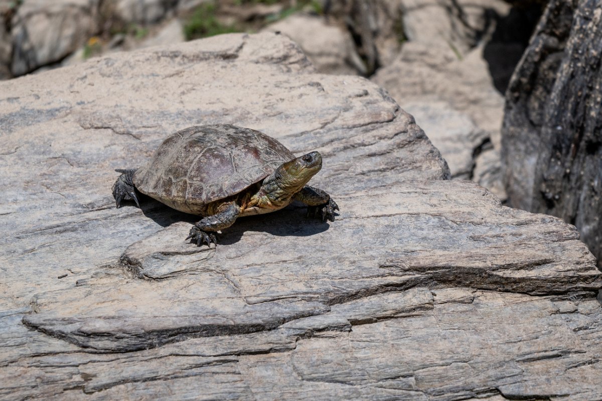 DPPhotography - Extremadura - Spanish pond-turtle - F.jpg - Mediterranean pond turtle, Mauremys leprosa - Río Magasca, Extremadura