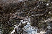 DPPhotography - Extremadura - Guadarrama wall lizard - D