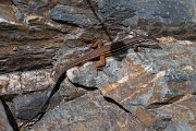 DPPhotography - Extremadura - Large psammodromus - B
