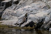 DPPhotography - Extremadura - Spanish pond-turtle - D