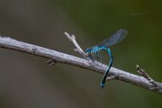Other insects