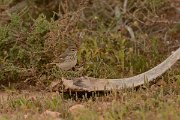 David Plant Photography - Wildlife Photography - Berthelot's pipit - E