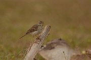David Plant Photography - Wildlife Photography - Berthelot's pipit - G