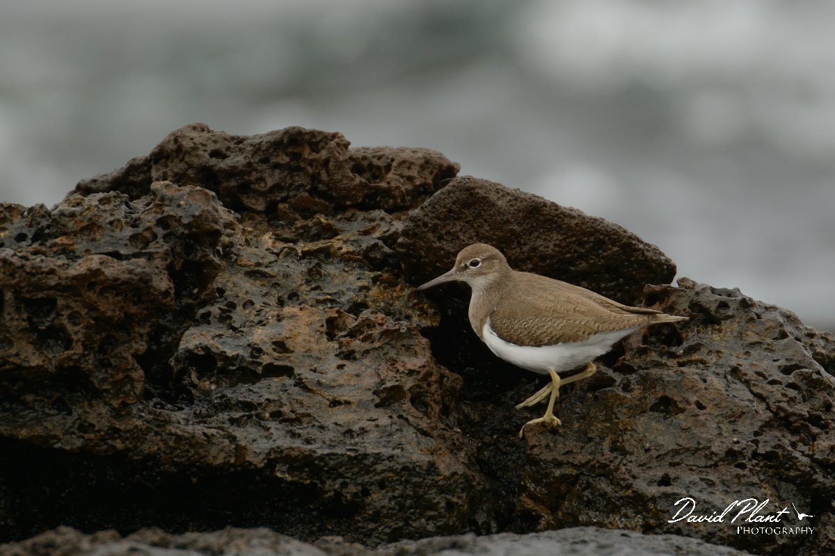 David Plant Photography - Wildlife Photography - Common sandpiper - B.jpg - Common sandpiper on rocks - Caleta del Rio, El Cotillo