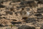 David Plant Photography - Wildlife Photography - Common sandpiper - F