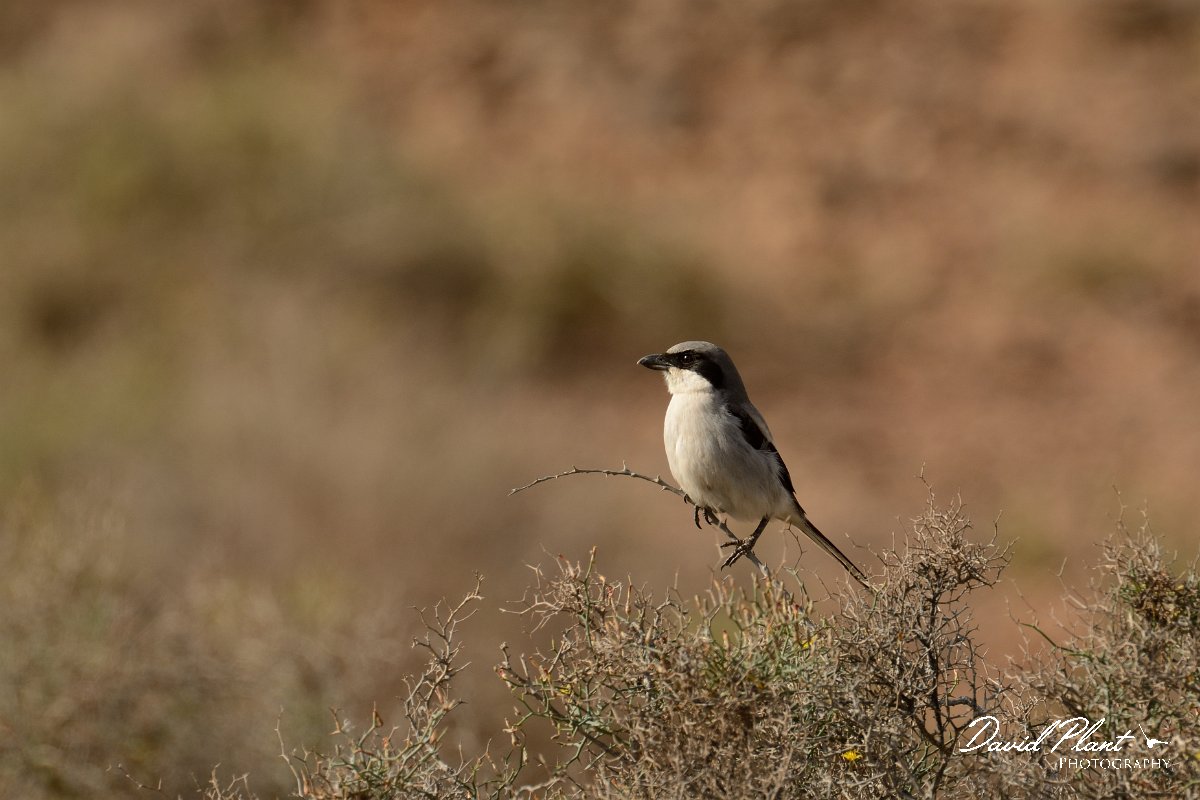 David Plant Photography - Wildlife Photography - Southern grey shrike - A.jpg - Desert grey shrike, koenigi - Barranco de Torre