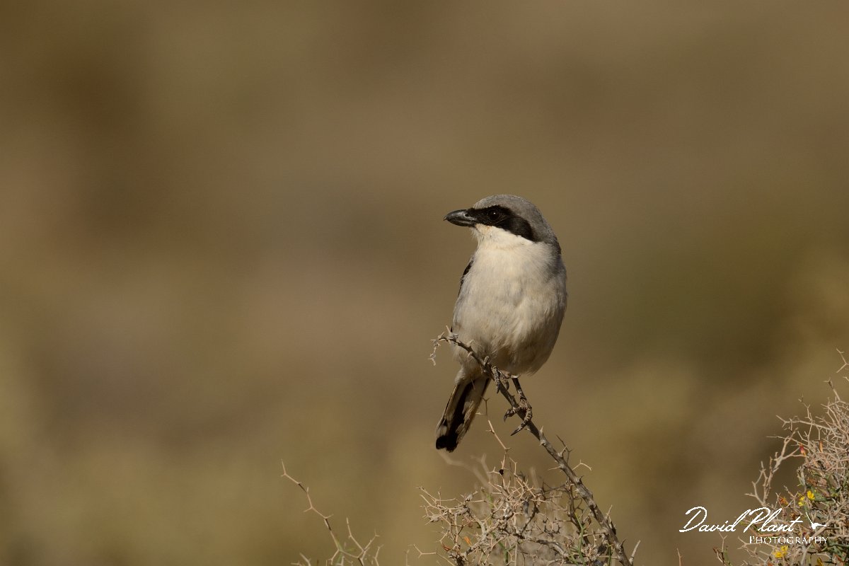David Plant Photography - Wildlife Photography - Southern grey shrike - D.jpg - Desert grey shrike, koenigi - Barranco de Torre