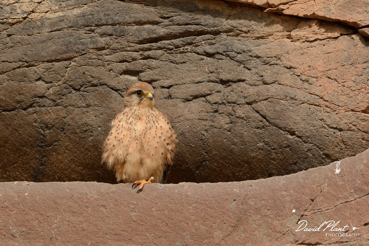 David Plant Photography - Wildlife Photography - Eastern canarian kestrel - B.jpg - Eastern Canarian kestrel, female - Barranco de Torre
