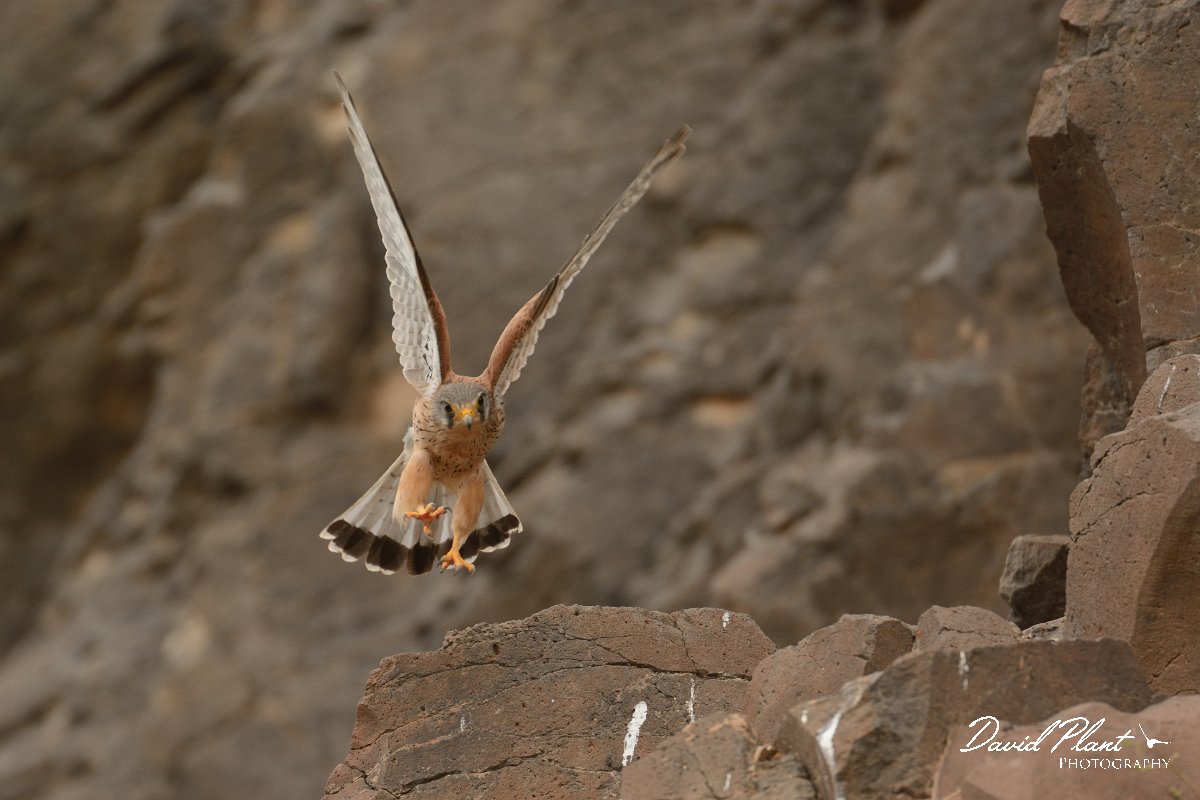 David Plant Photography - Wildlife Photography - Eastern canarian kestrel - D.jpg - Eastern Canarian kestrel, male - Barranco de Torre