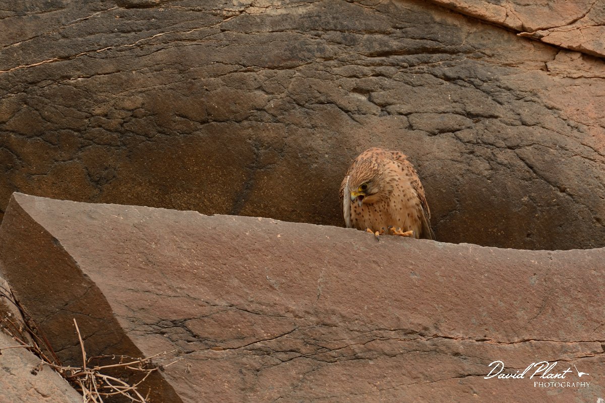 David Plant Photography - Wildlife Photography - Eastern canarian kestrel - E.jpg - Eastern Canarian kestrel, female - Barranco de Torre