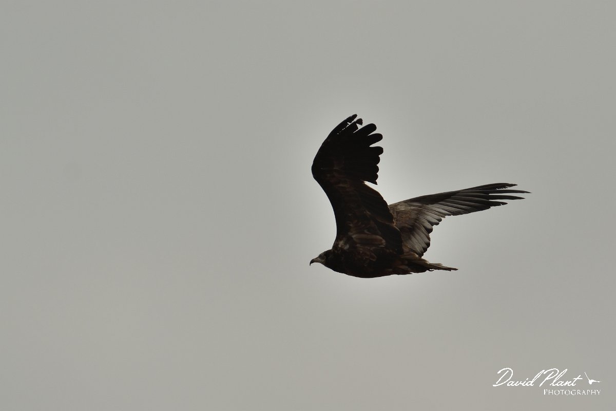David Plant Photography - Wildlife Photography - Egyptian vulture - D.jpg - Egyptian vulture juvenile - Barranco de Torre