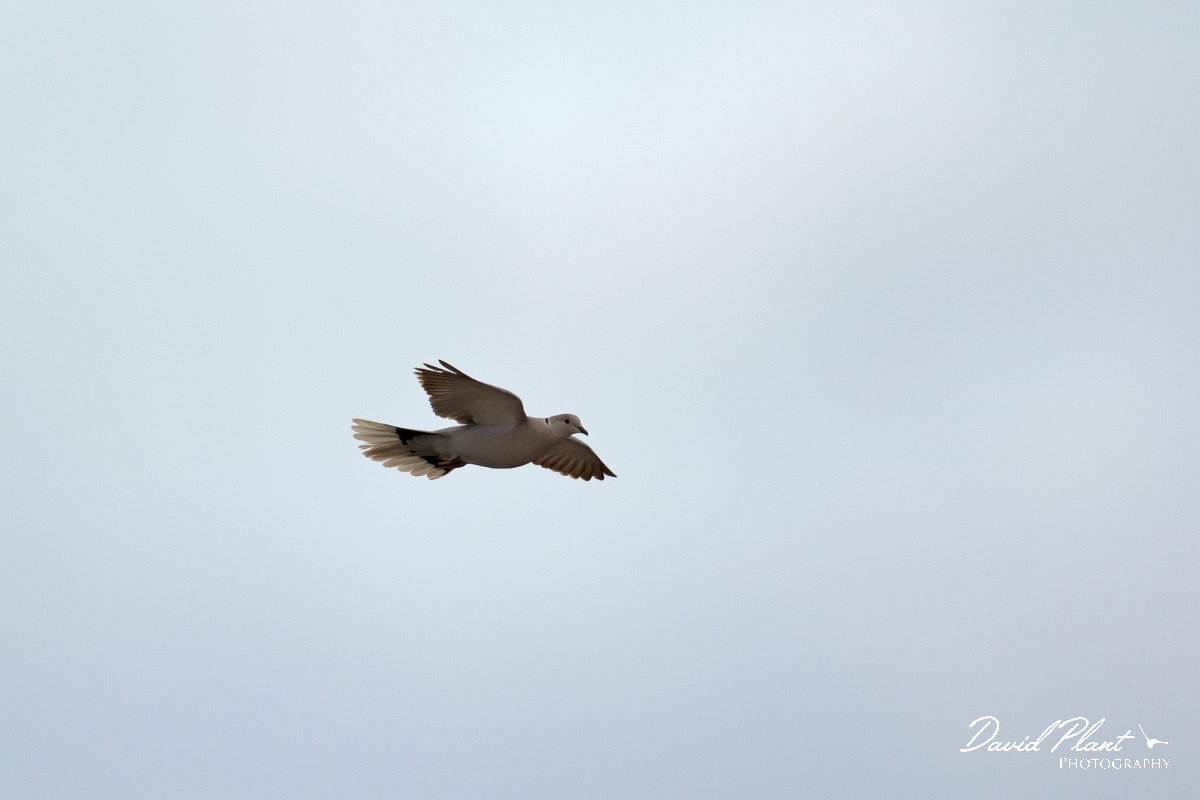 David Plant Photography - Wildlife Photography - Eurasian collared dove - B.jpg - Eurasian collared dove in flight - Barranco de Esquinzo