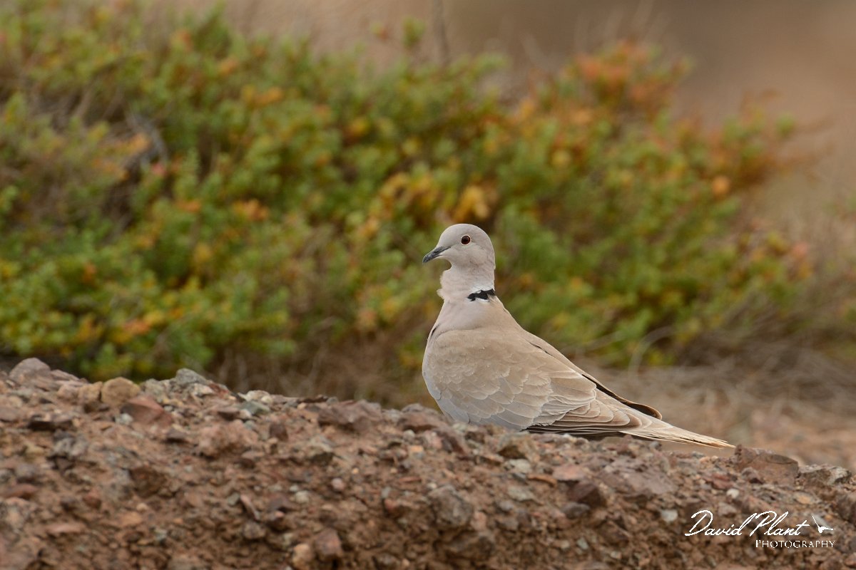 David Plant Photography - Wildlife Photography - Eurasian collared dove - D.jpg - Eurasian collared dove - Barranco de Esquinzo