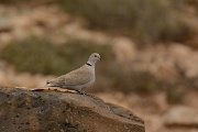 David Plant Photography - Wildlife Photography - Eurasian collared dove - A