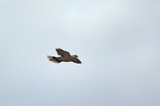 David Plant Photography - Wildlife Photography - Eurasian collared dove - B