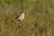 David Plant Photography - Wildlife Photography - Fuerteventura chat - B