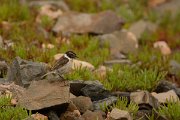 David Plant Photography - Wildlife Photography - Fuerteventura chat - C