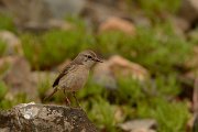 David Plant Photography - Wildlife Photography - Fuerteventura chat - D