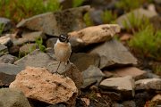 David Plant Photography - Wildlife Photography - Fuerteventura chat - E
