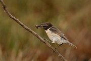 David Plant Photography - Wildlife Photography - Fuerteventura chat - F