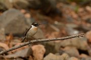 David Plant Photography - Wildlife Photography - Fuerteventura chat - G
