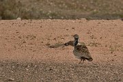 David Plant Photography - Wildlife Photography - Houbara bustard - A