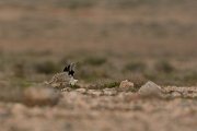 David Plant Photography - Wildlife Photography - Houbara bustard - F