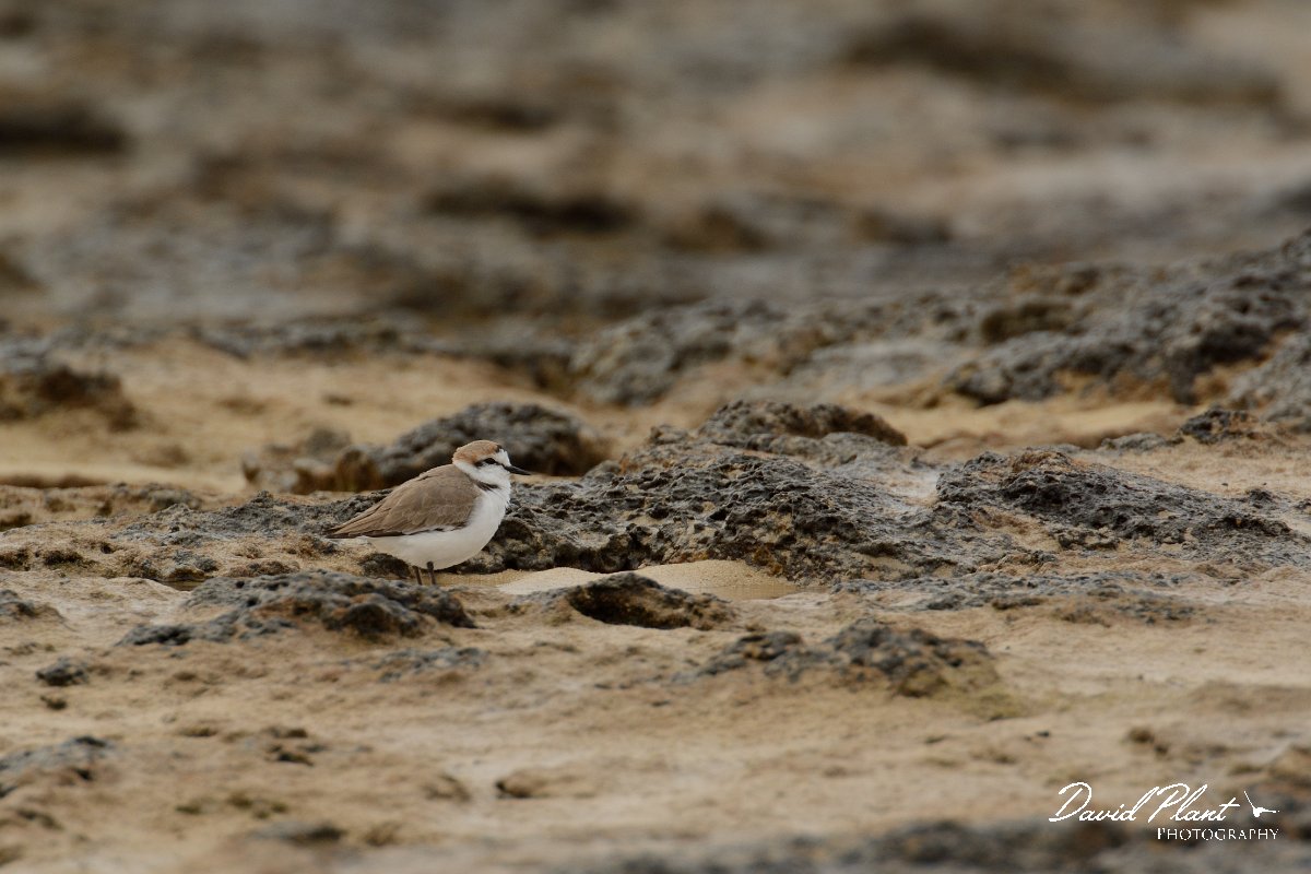 David Plant Photography - Wildlife Photography - Kentish plover - A.jpg - Kentish plover - Caleta del Rio, El Cotillo