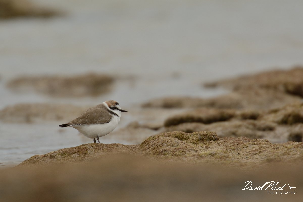 David Plant Photography - Wildlife Photography - Kentish plover - D.jpg - Kentish plover - Caleta del Rio, El Cotillo
