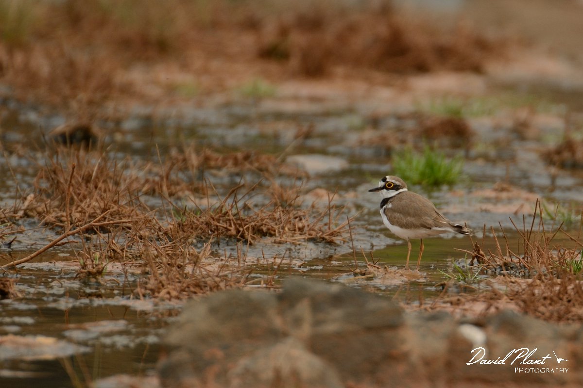 David Plant Photography - Wildlife Photography - Little ringed plover - A.jpg