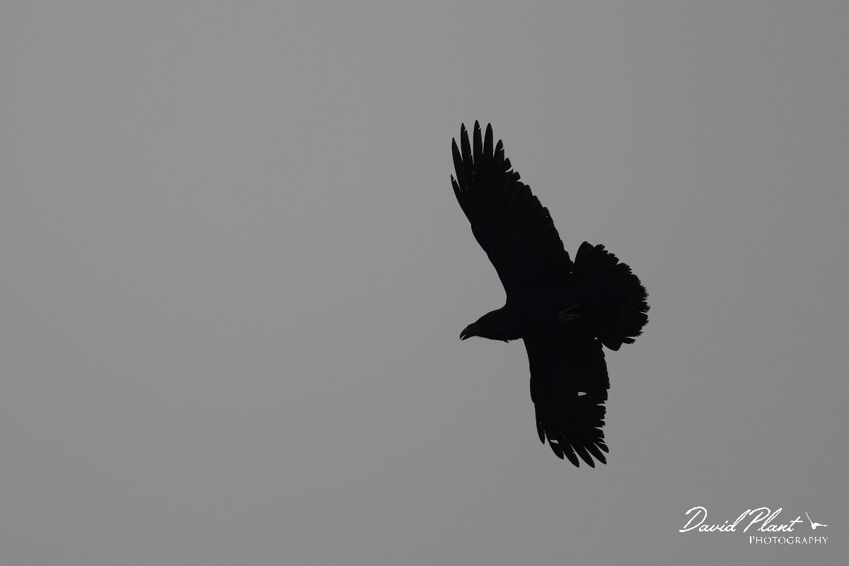 David Plant Photography - Wildlife Photography - Raven - A.jpg - Raven in flight - Barranco de la Molinas