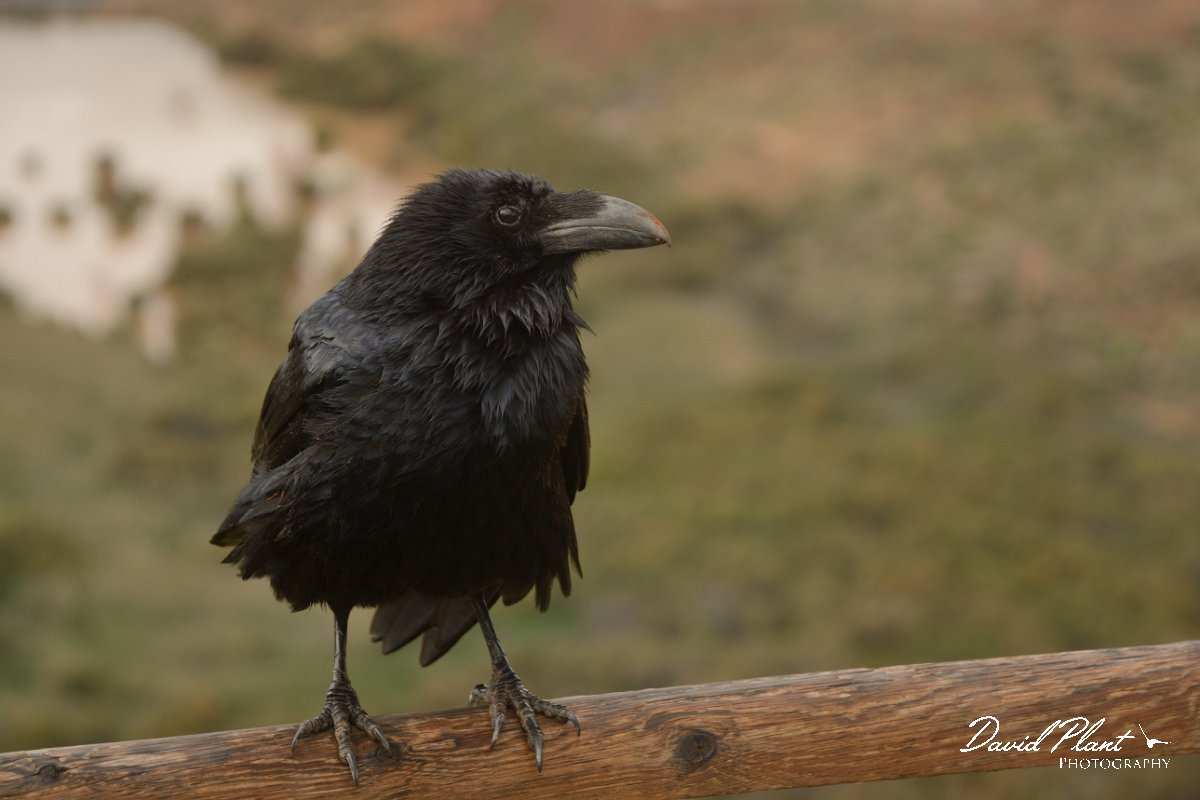 David Plant Photography - Wildlife Photography - Raven - B.jpg - Raven - Vega de Rio Palmas