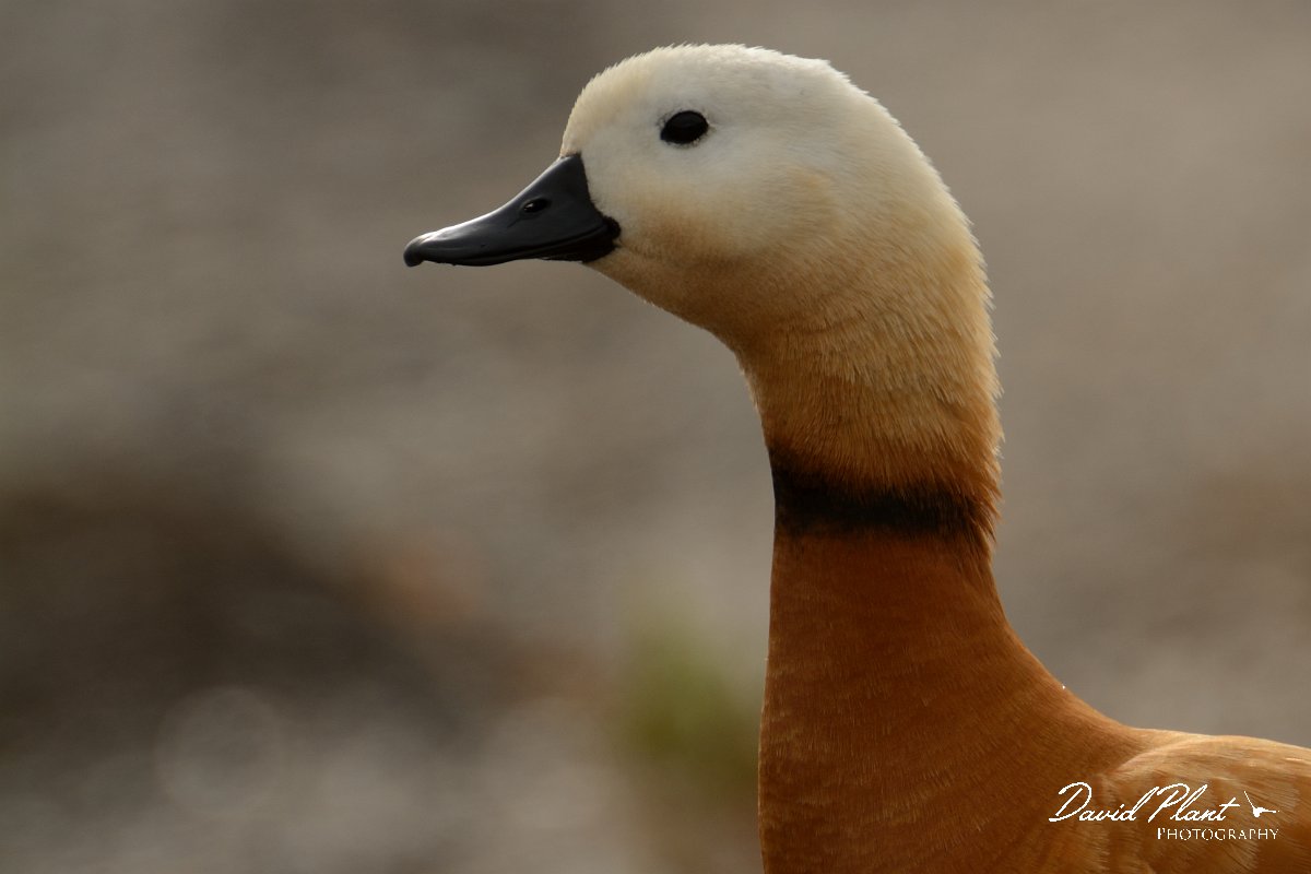 David Plant Photography - Wildlife Photography - Ruddy shelduck - C.jpg - Ruddy shelduck head - Barranco de Esquinzo