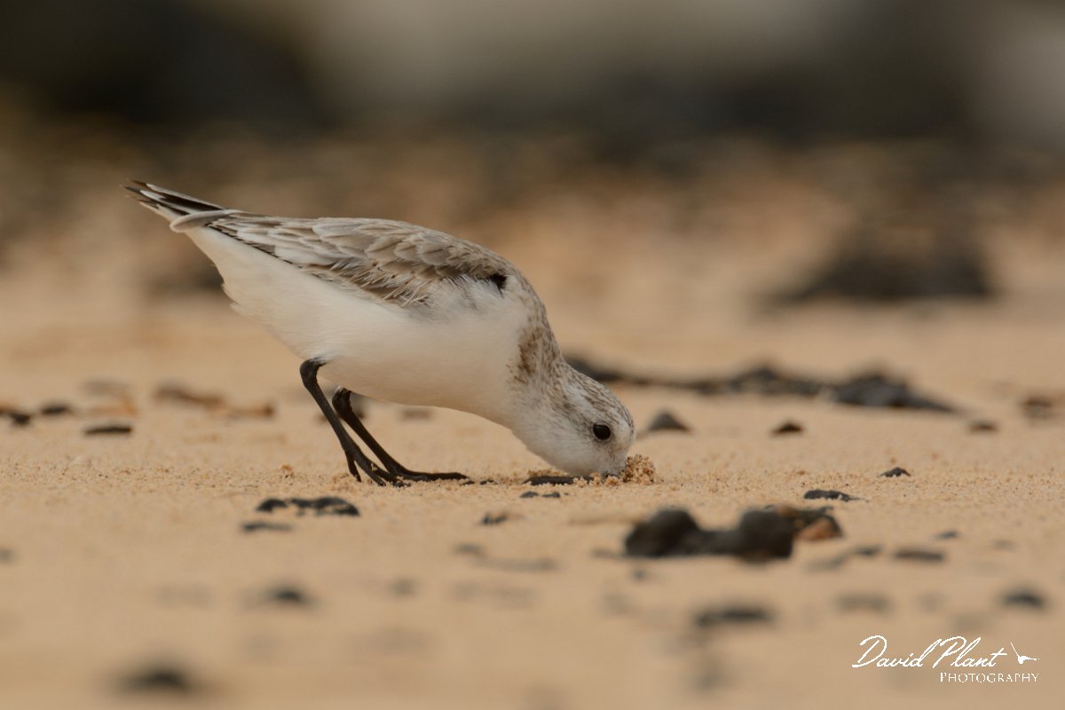 David Plant Photography - Wildlife Photography - Sanderling - B.jpg - Sanderling head to ground, juvenile - Caleta del Rio, El Cotillo