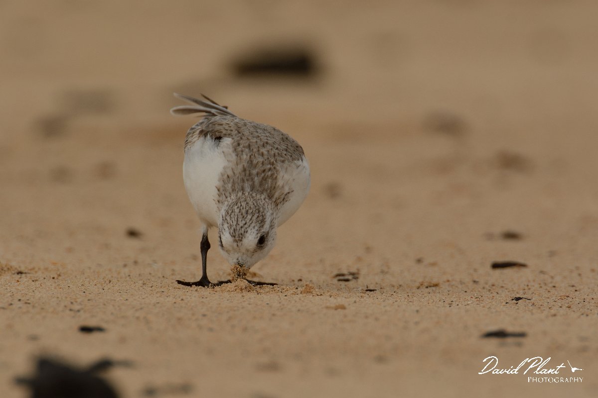 David Plant Photography - Wildlife Photography - Sanderling - E.jpg - Sanderling bill in sand, juvenile - Caleta del Rio, El Cotillo