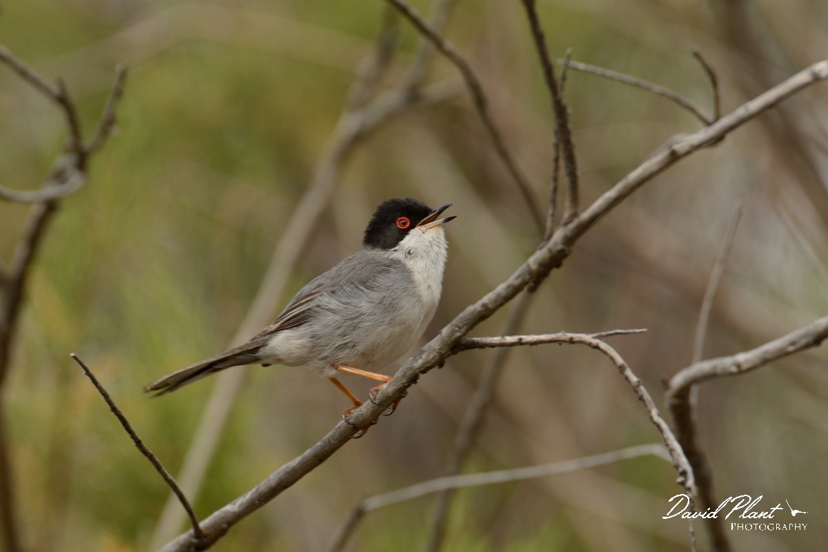 David Plant Photography - Wildlife Photography - Sardinian warbler - E.jpg - Sardinian warbler - Barranco de las Penitas