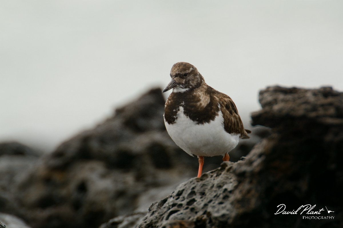 David Plant Photography - Wildlife Photography - Turnstone - A.jpg - Turnstone - Caleta del Rio, El Cotillo